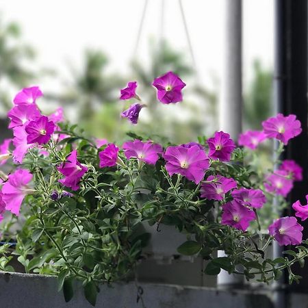 Thao Nguyen Phat Homestay ฮอยอัน ภายนอก รูปภาพ