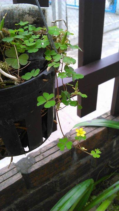 Thao Nguyen Phat Homestay ฮอยอัน ภายนอก รูปภาพ