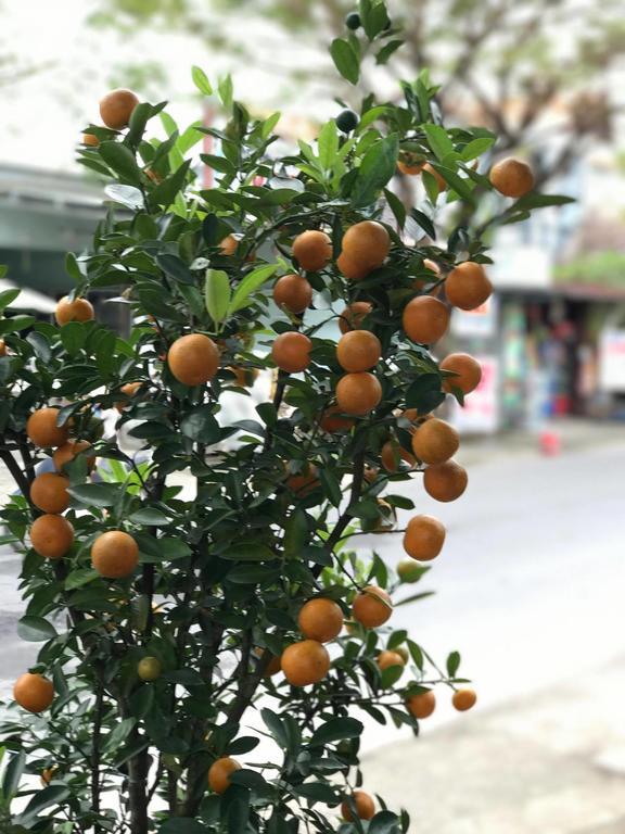 Thao Nguyen Phat Homestay ฮอยอัน ภายนอก รูปภาพ