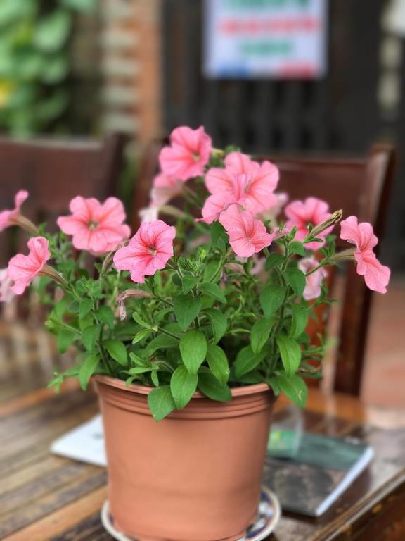 Thao Nguyen Phat Homestay ฮอยอัน ภายนอก รูปภาพ