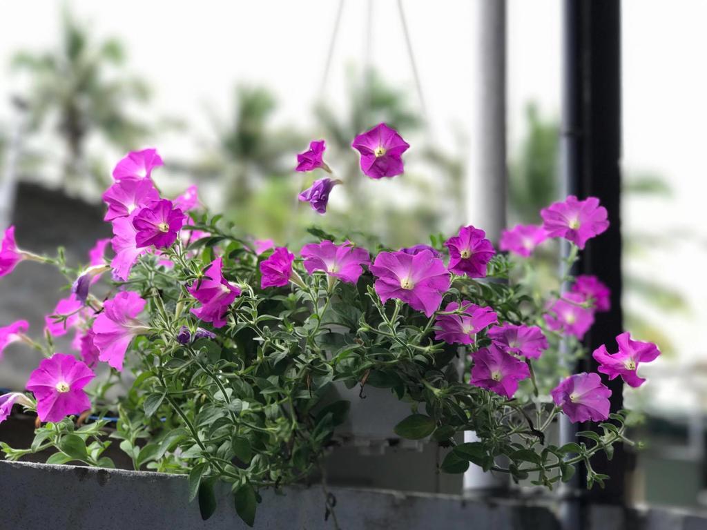 Thao Nguyen Phat Homestay ฮอยอัน ภายนอก รูปภาพ